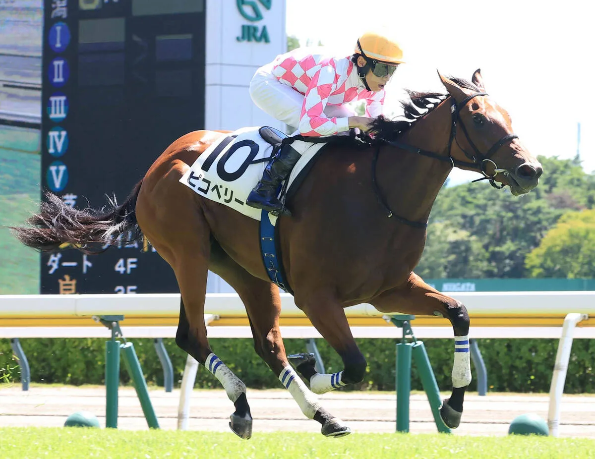 モーリス産駒ピコベリーが新潟デビューV！1番人気リボンロードは5着に沈む