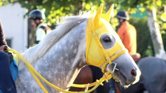 【札幌記念】マイネルモーント、斎藤新との新コンビでG2制覇へ！上々の仕上がり