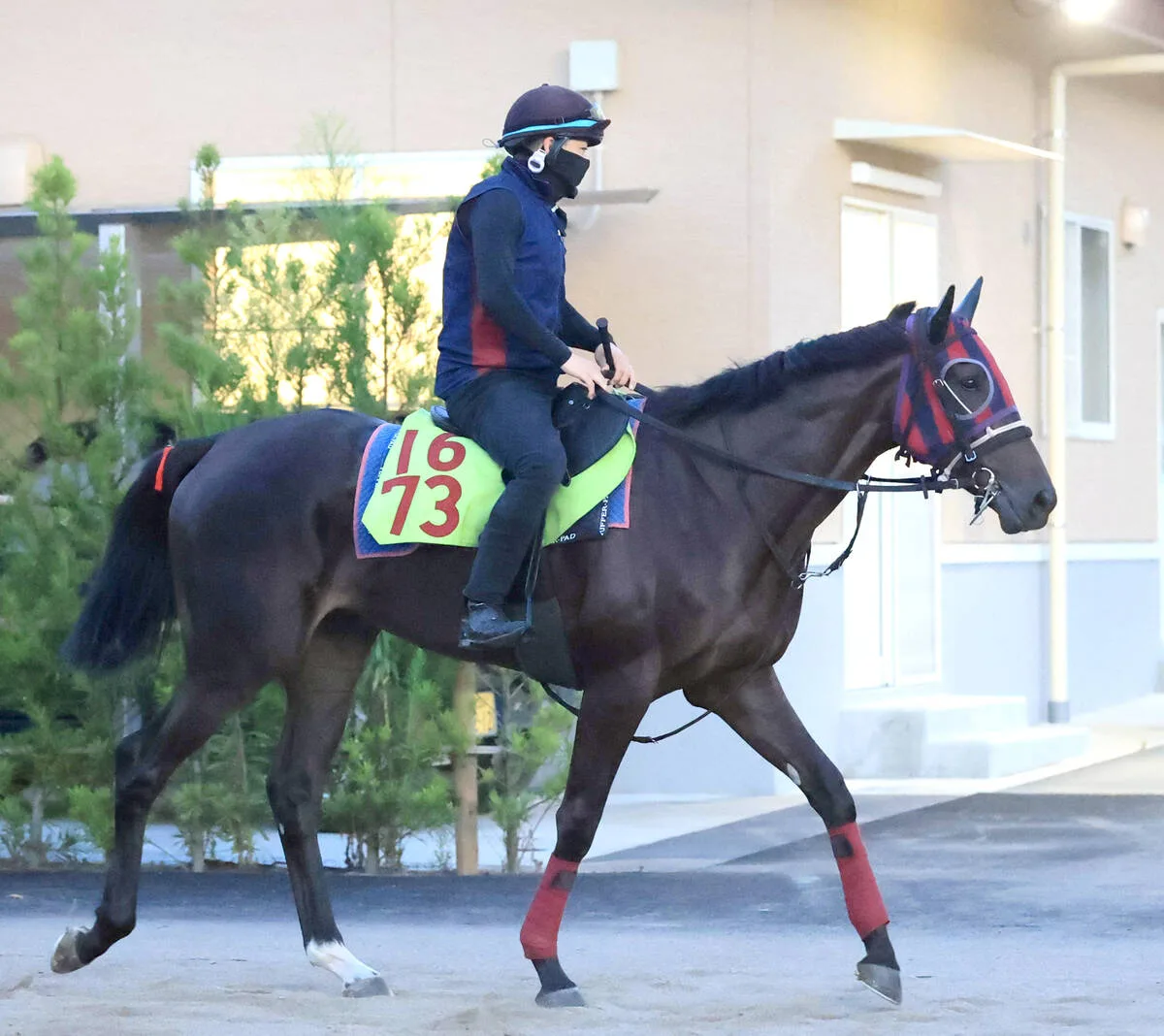 良血マルスレジーナ、新潟で初陣！叔父は短距離王キンシャサノキセキ