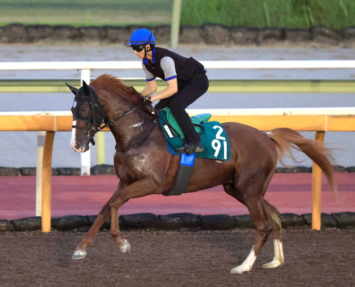 オルフェーヴル産駒キトゥンズクラフトが中京でデビュー！池江厩舎の期待馬
