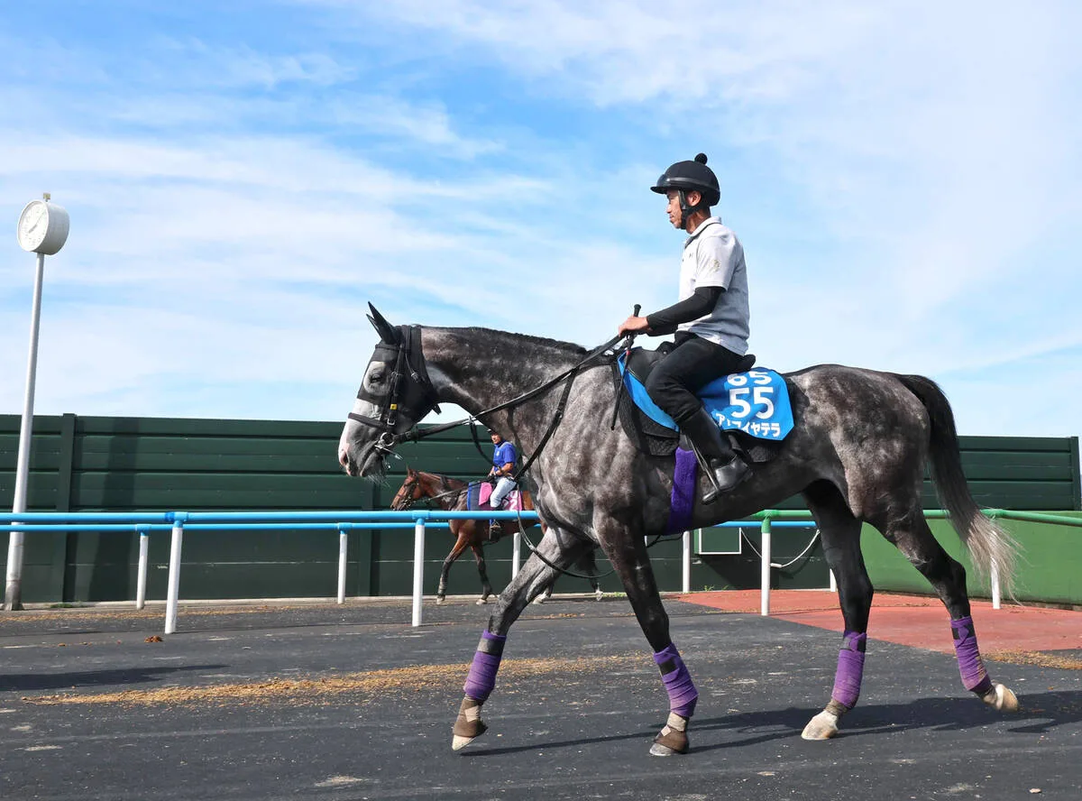 アドマイヤテラ、凱旋門賞前哨戦へ死角なし！札幌記念で重賞3勝目狙う