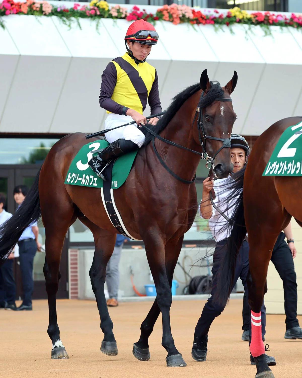 ルクソールカフェが砂で復活V！岩田望来騎手は全10場重賞制覇へ函館のみ