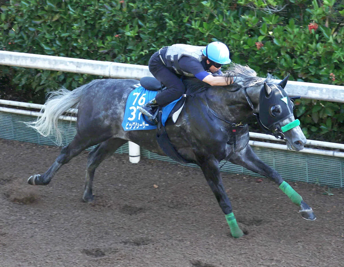 【アイビスSD】ビッグシーザーが重馬場で51秒8！杉山晴師「ブリンカーで新味」
