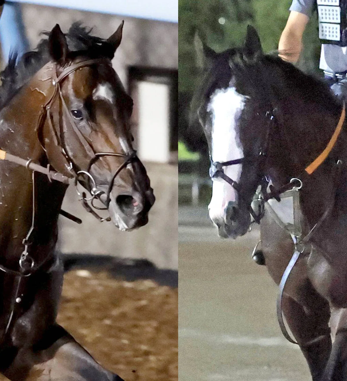 【ジャックルマロワ賞】日本馬シックスペンス＆シュトラウス、仏マイル王決定戦で苦杯…武豊騎手は初の日本馬騎乗で10着