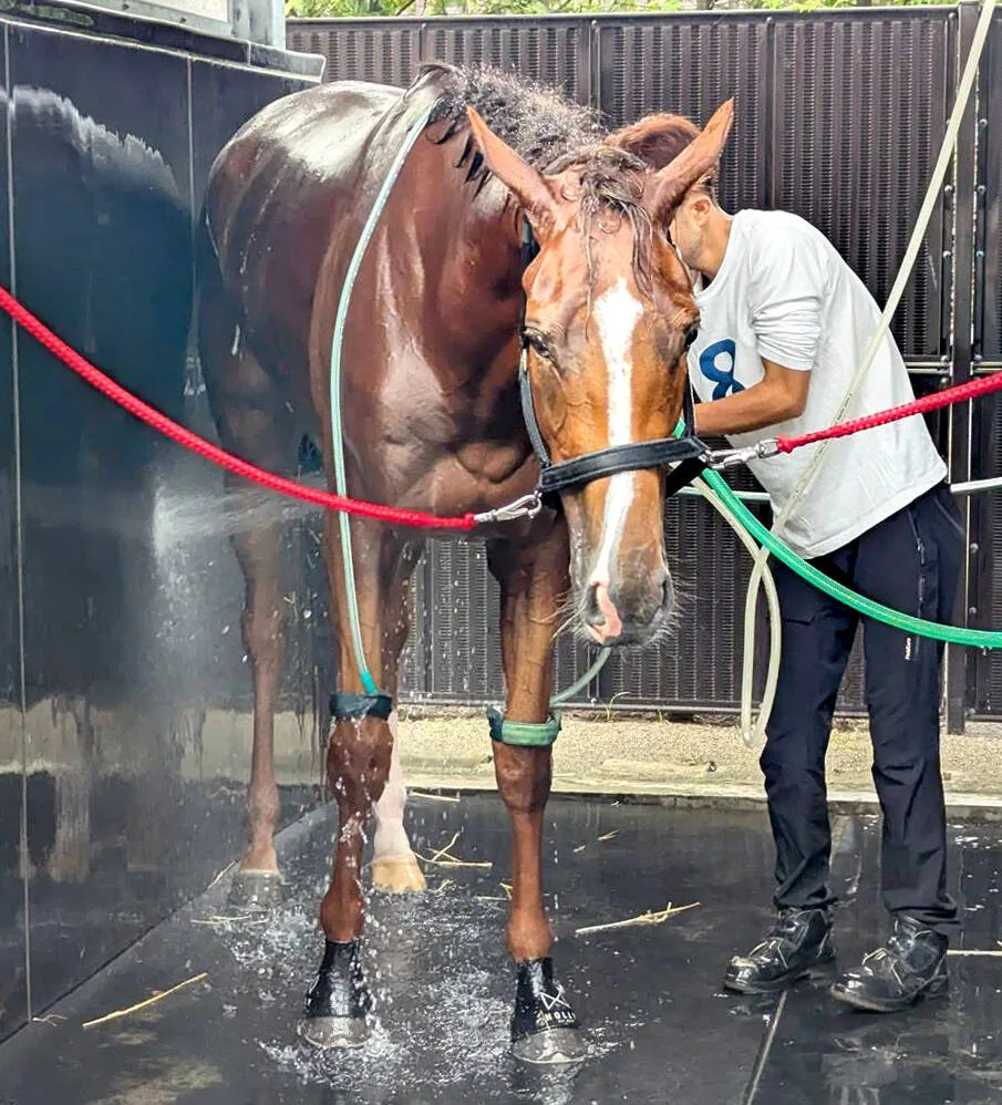 フェスティバルヒル、ひと回り成長！クイーンＳで古馬に52キロ差の挑戦